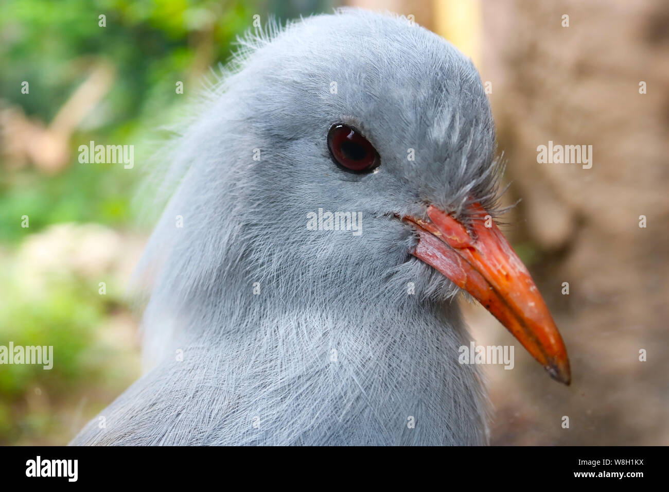 Testa di un minacciate e in pericolo kagu (Rhynochetos jubatus) in vista da vicino Foto Stock