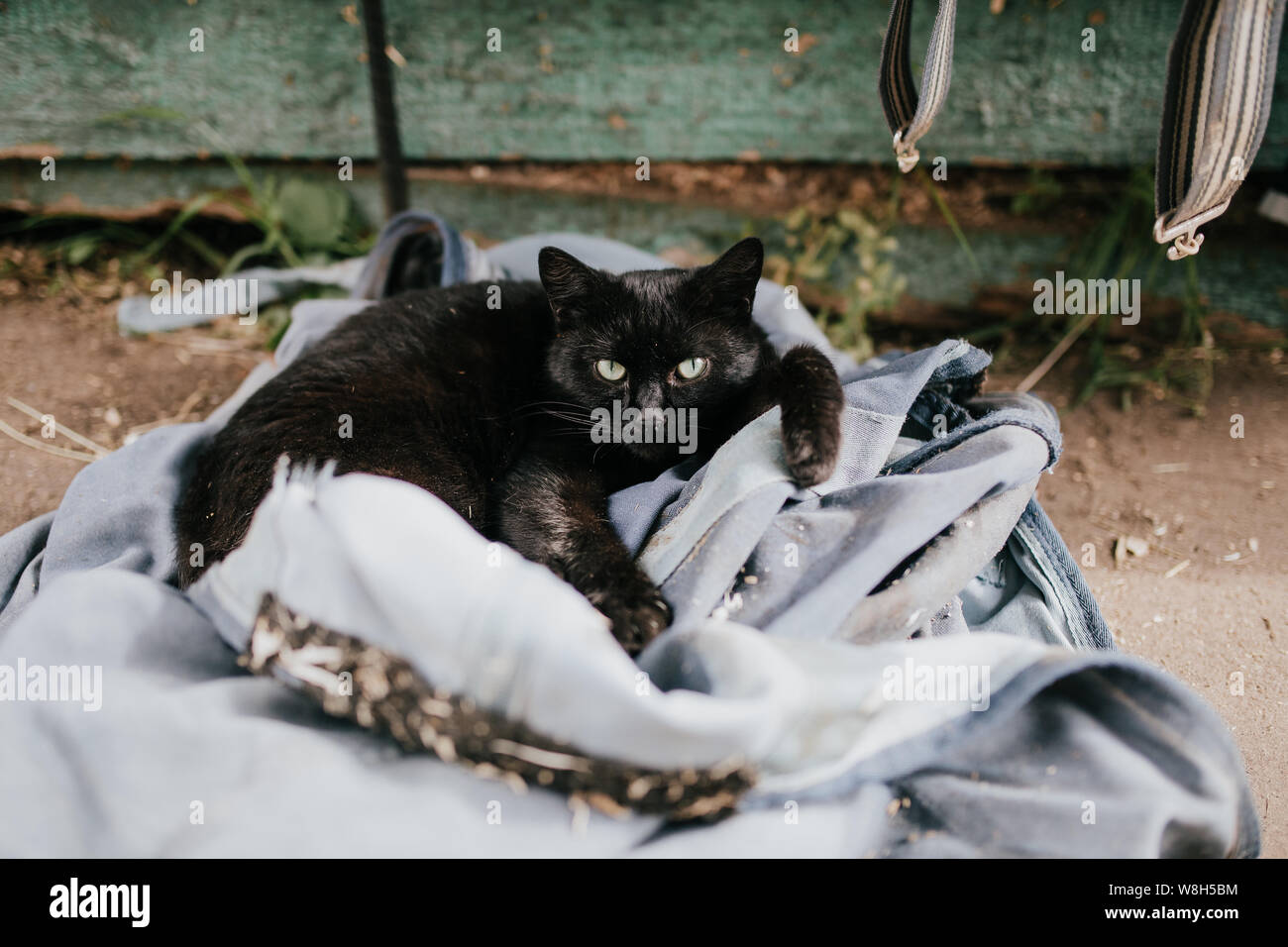 Rustico in vacanza gatto nero all'aperto in cortile Foto Stock