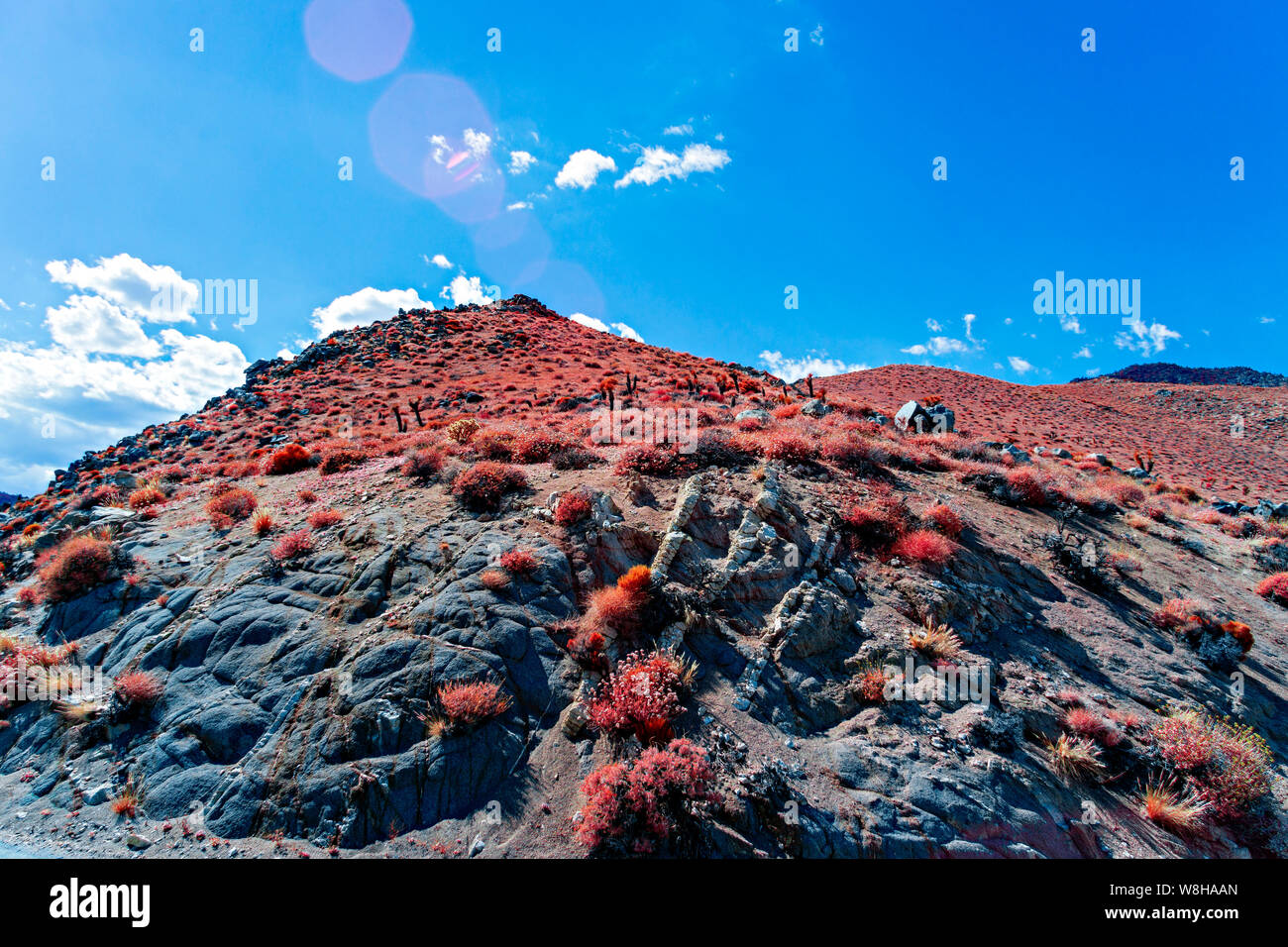 Reddish vegetazione che cresce sul lato montagna sotto il luminoso cielo blu. Ricerca di montagna verso il cielo. Blu grigio rocce alla base della montagna. Foto Stock