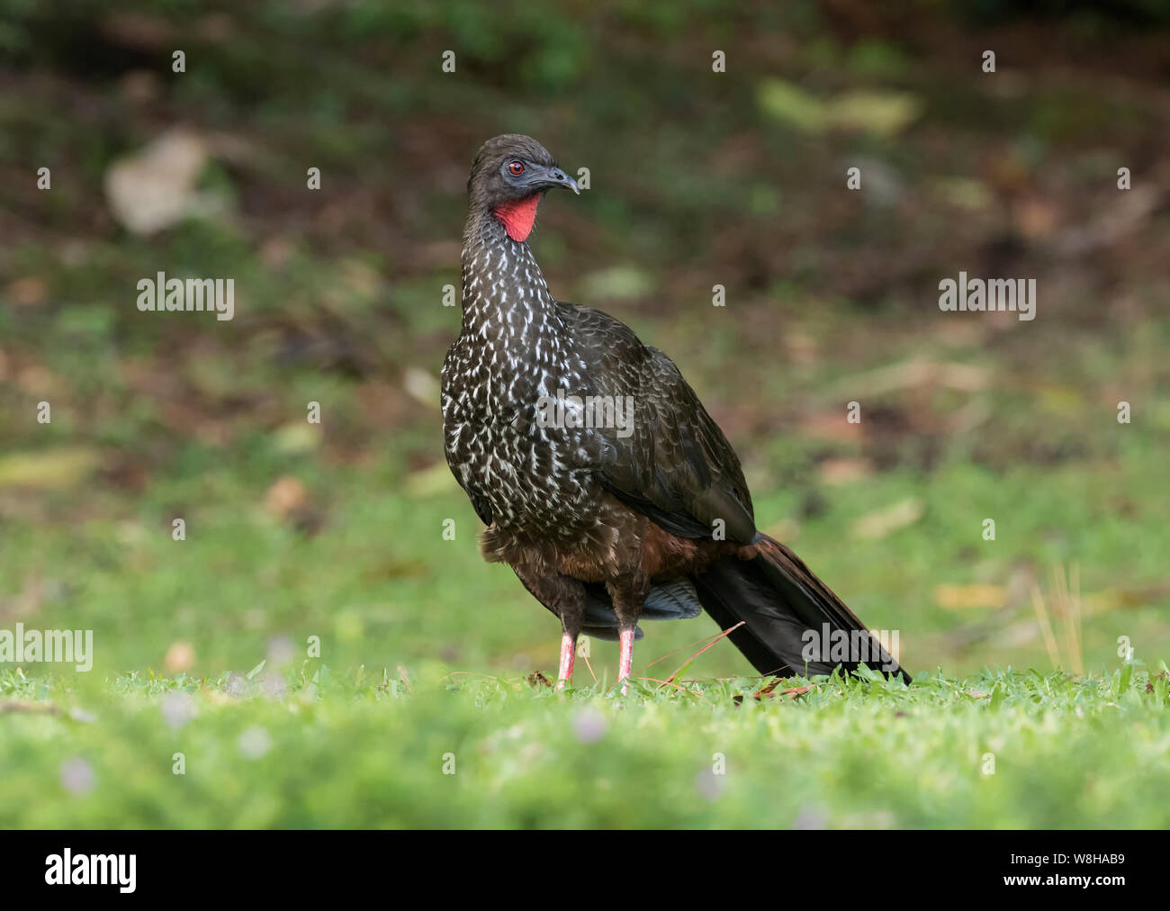 Crested Guan Foto Stock