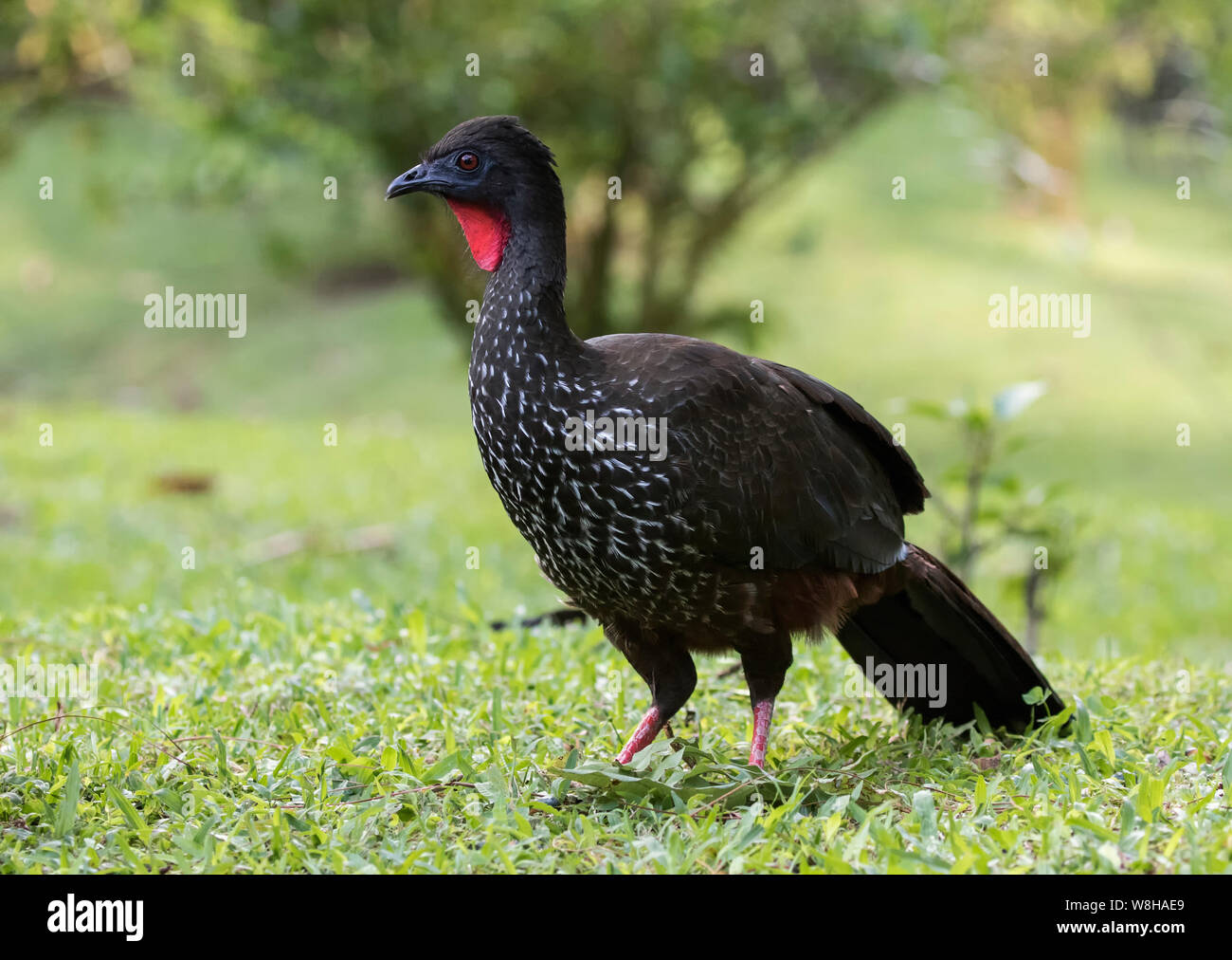 Crested Guan Foto Stock