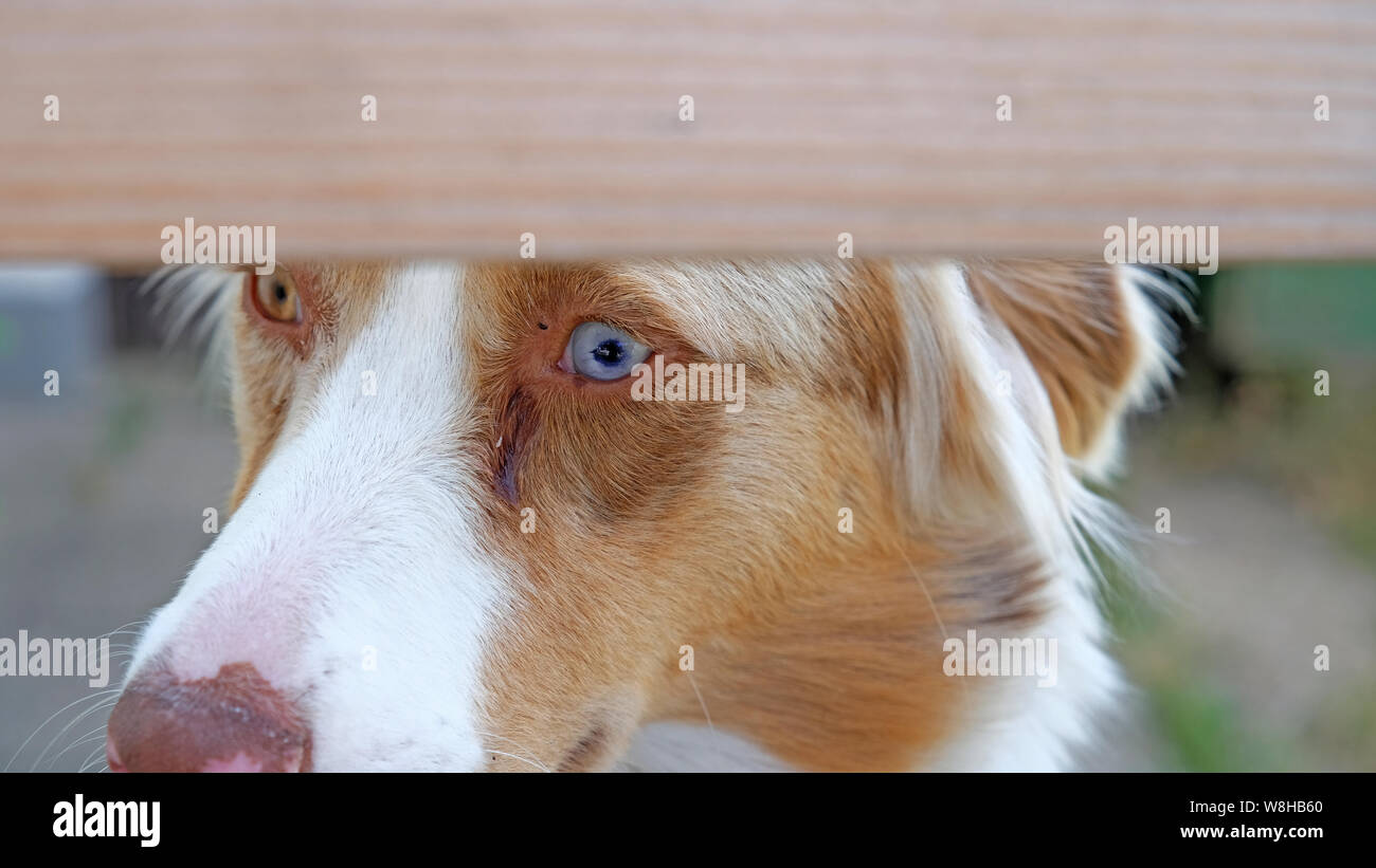 Australian Shepherd con differenti occhi colorati Foto Stock