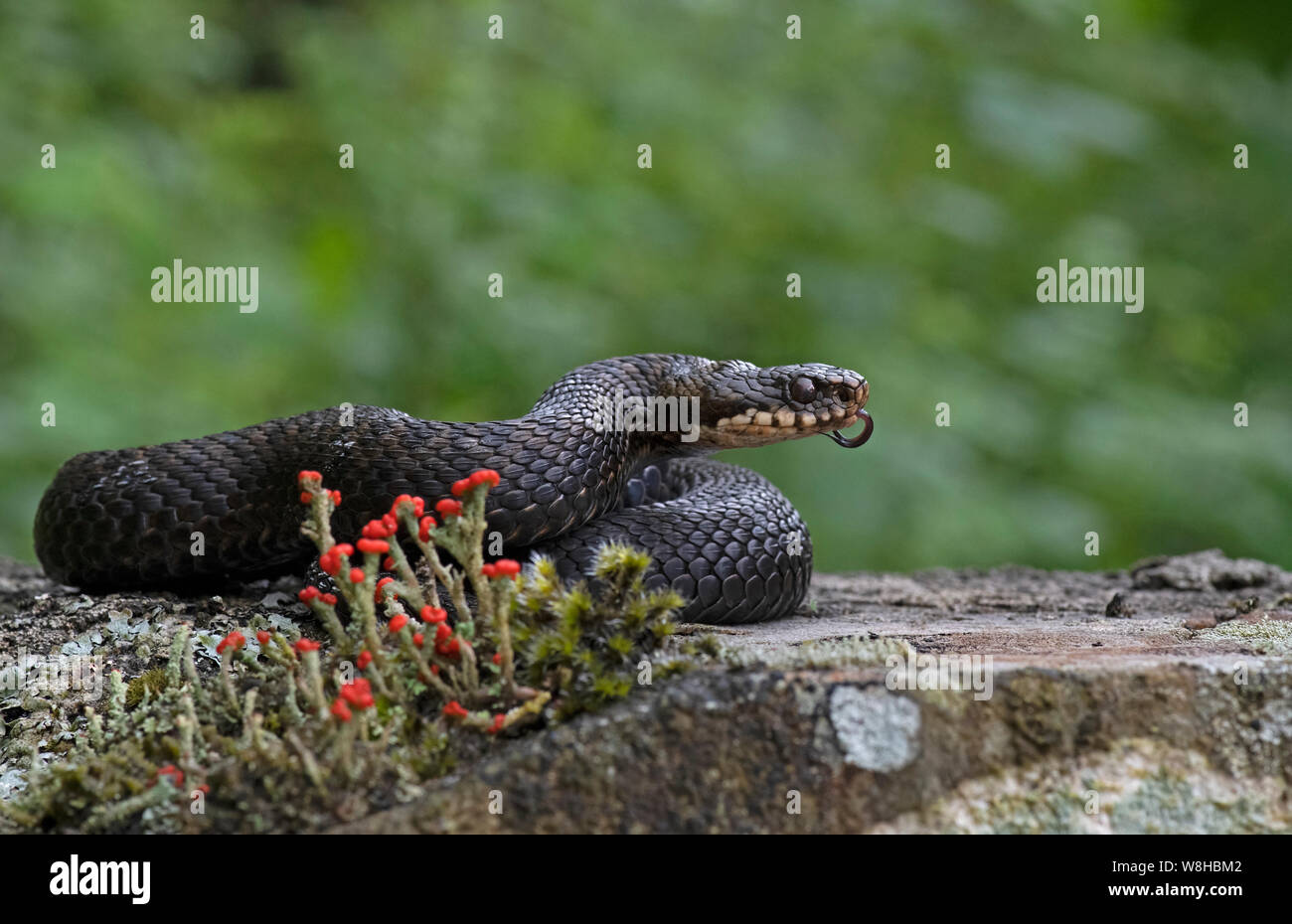 Adder-Vipera berus profumazione. Foto Stock