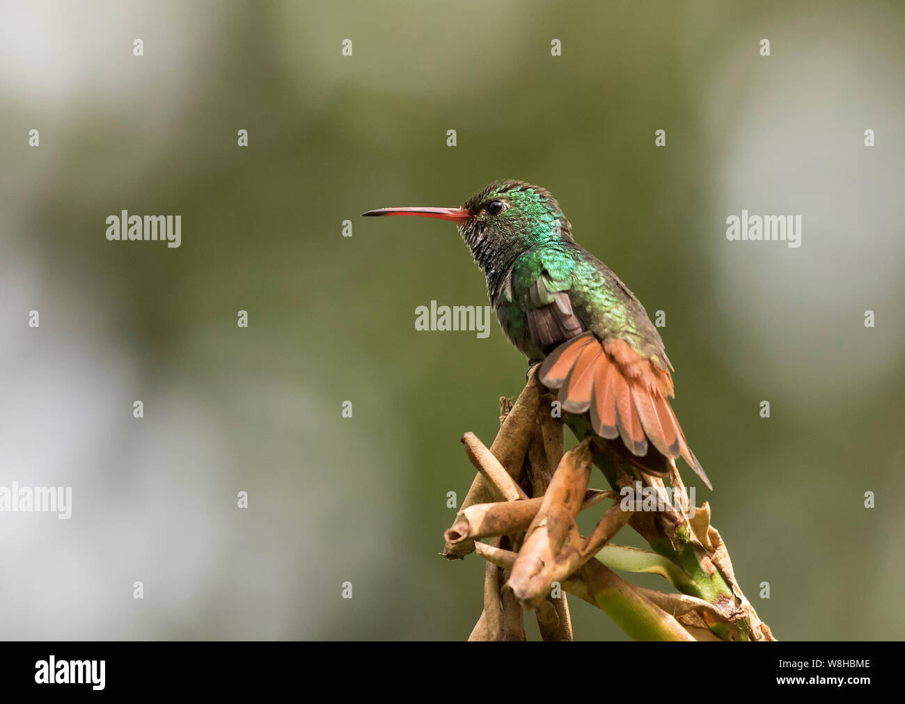 Rufous Tailed Hummingbird Foto Stock