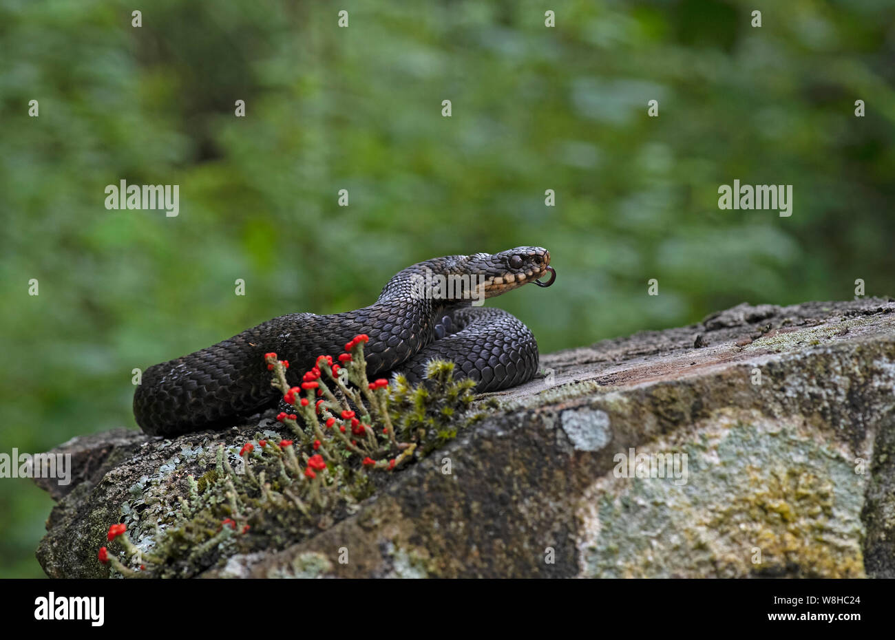 Adder-Vipera berus profumazione. Foto Stock