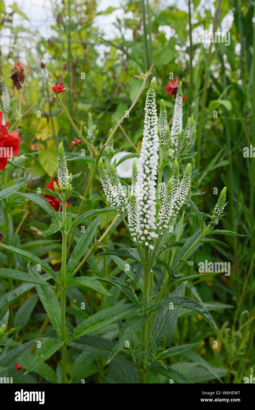 Veronica longifolia - speedwell - flower spike con delicati fiori di colore bianco al di sopra di fogliame verde scuro Foto Stock