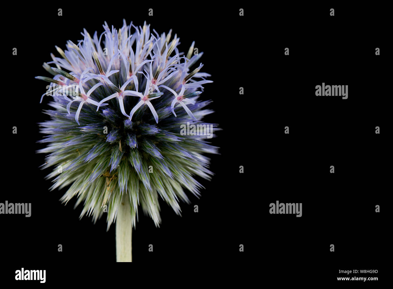 Una sola fioritura globe thistle, genere Echinops, fotografata in uno studio su uno sfondo nero. Il Dorset England Regno Unito GB Foto Stock