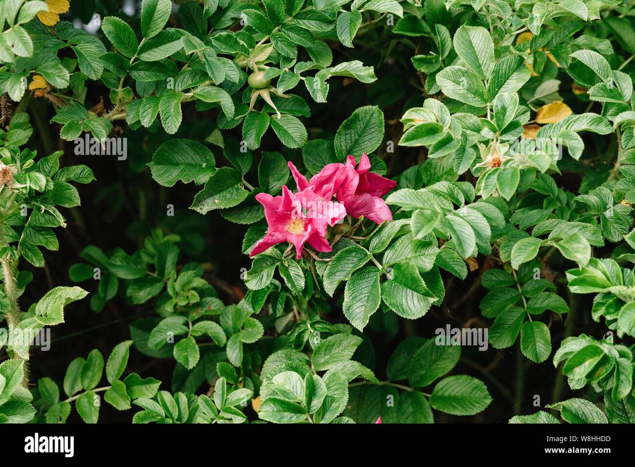 Fiore di rosa canina con petali di rosa su un arbusto verde close-up mostra chiaramente l'infiorescenza e texture delle foglie Foto Stock