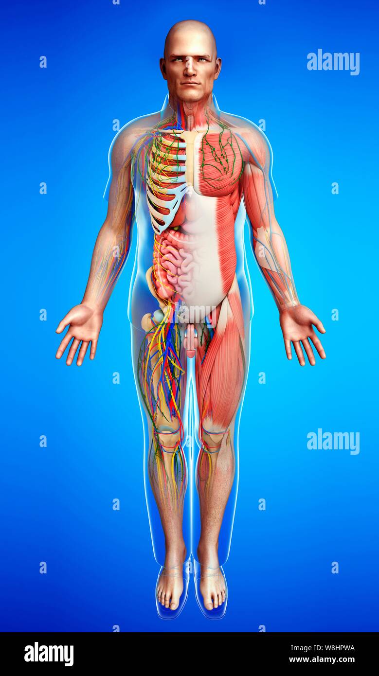 Illustrazione di anatomia maschile. Foto Stock