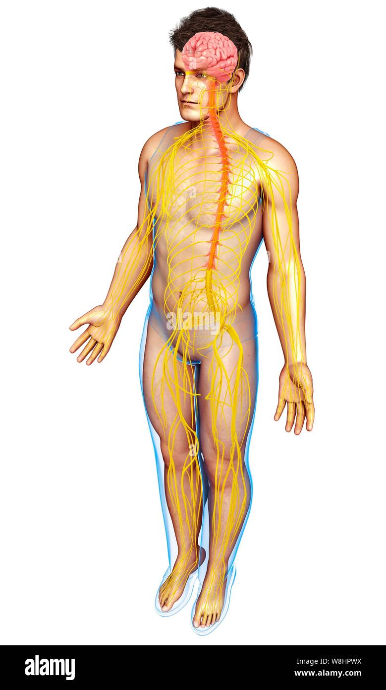 Illustrazione dei maschi il cervello e il sistema nervoso. Foto Stock
