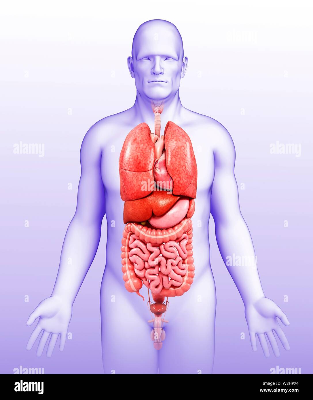 Illustrazione del corpo maschio organi. Foto Stock