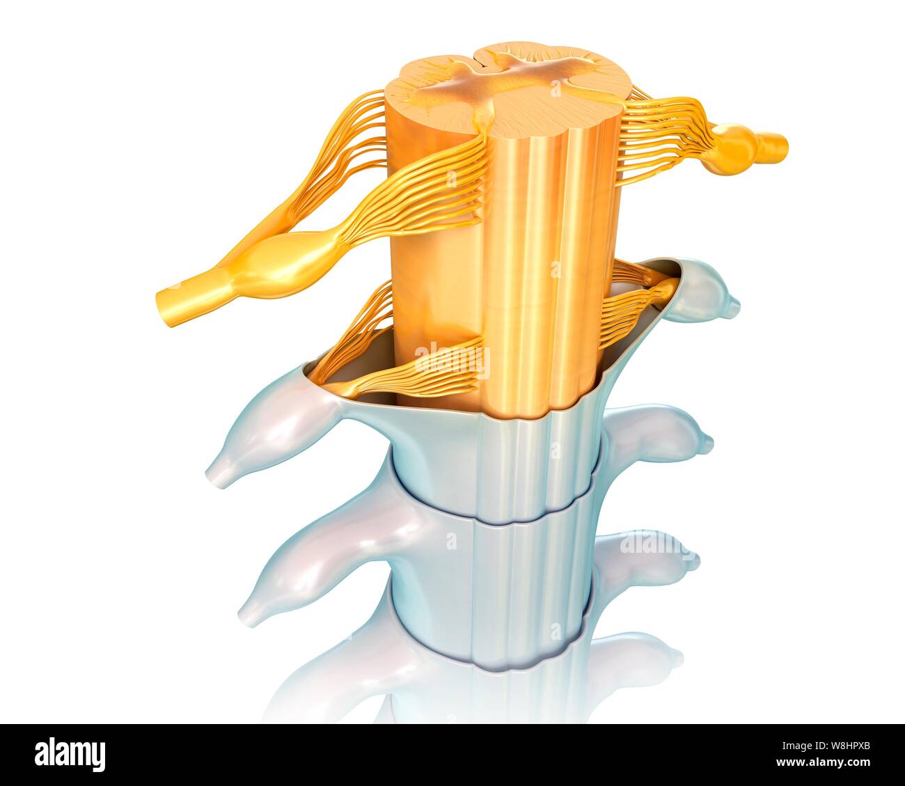 Illustrazione del midollo spinale sezione trasversale. Foto Stock