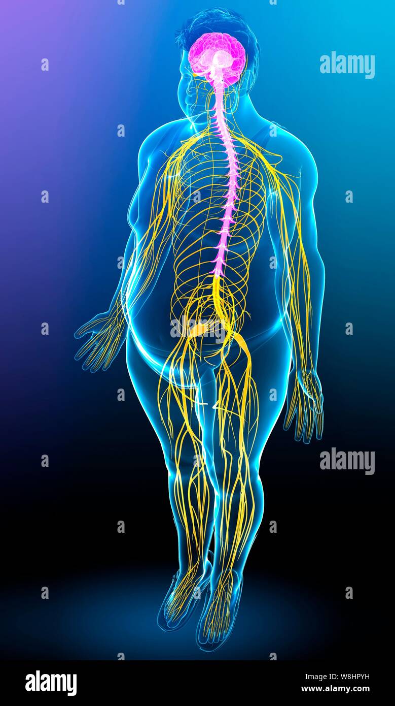 Illustrazione dei maschi il cervello e il sistema nervoso. Foto Stock
