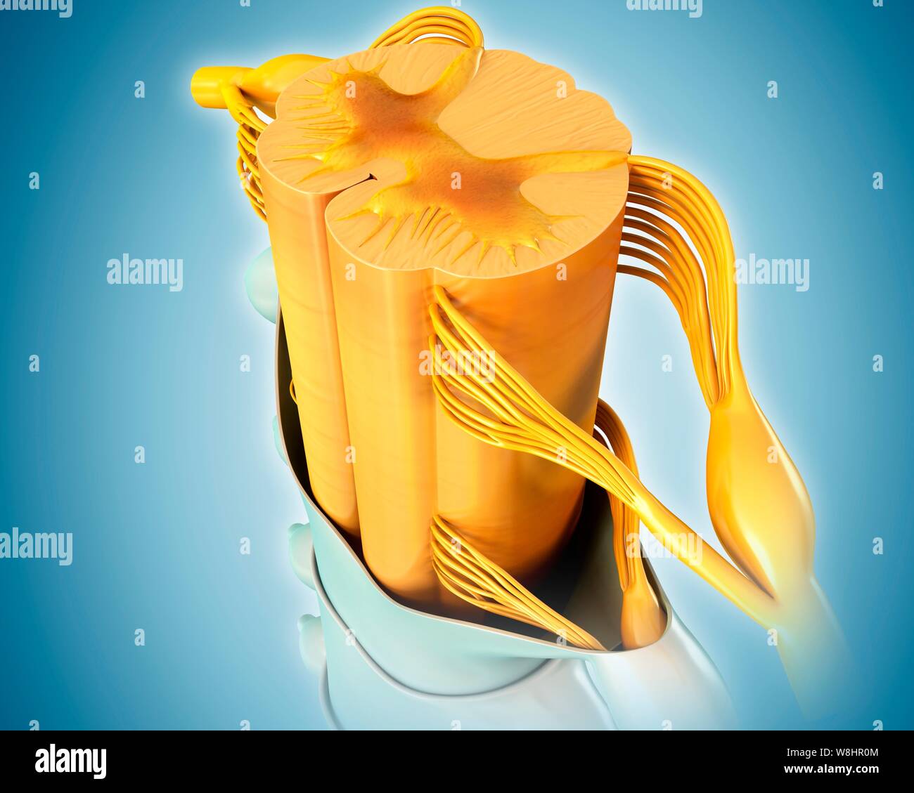 Illustrazione del midollo spinale sezione trasversale. Foto Stock