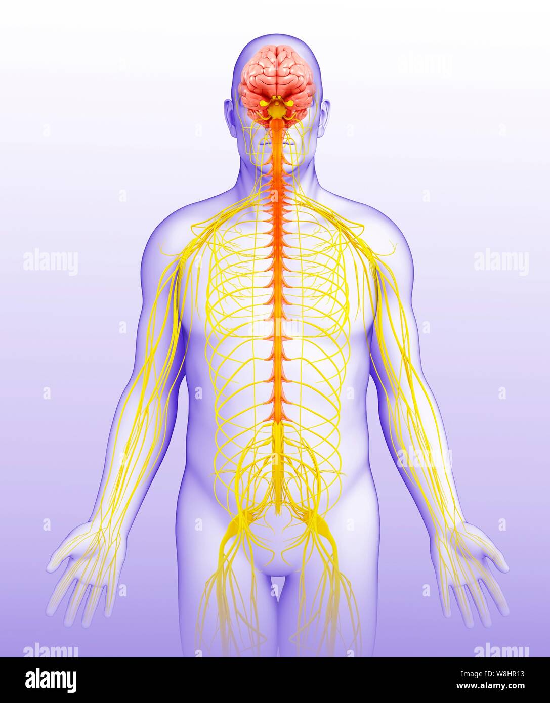 Illustrazione dei maschi il cervello e il sistema nervoso. Foto Stock