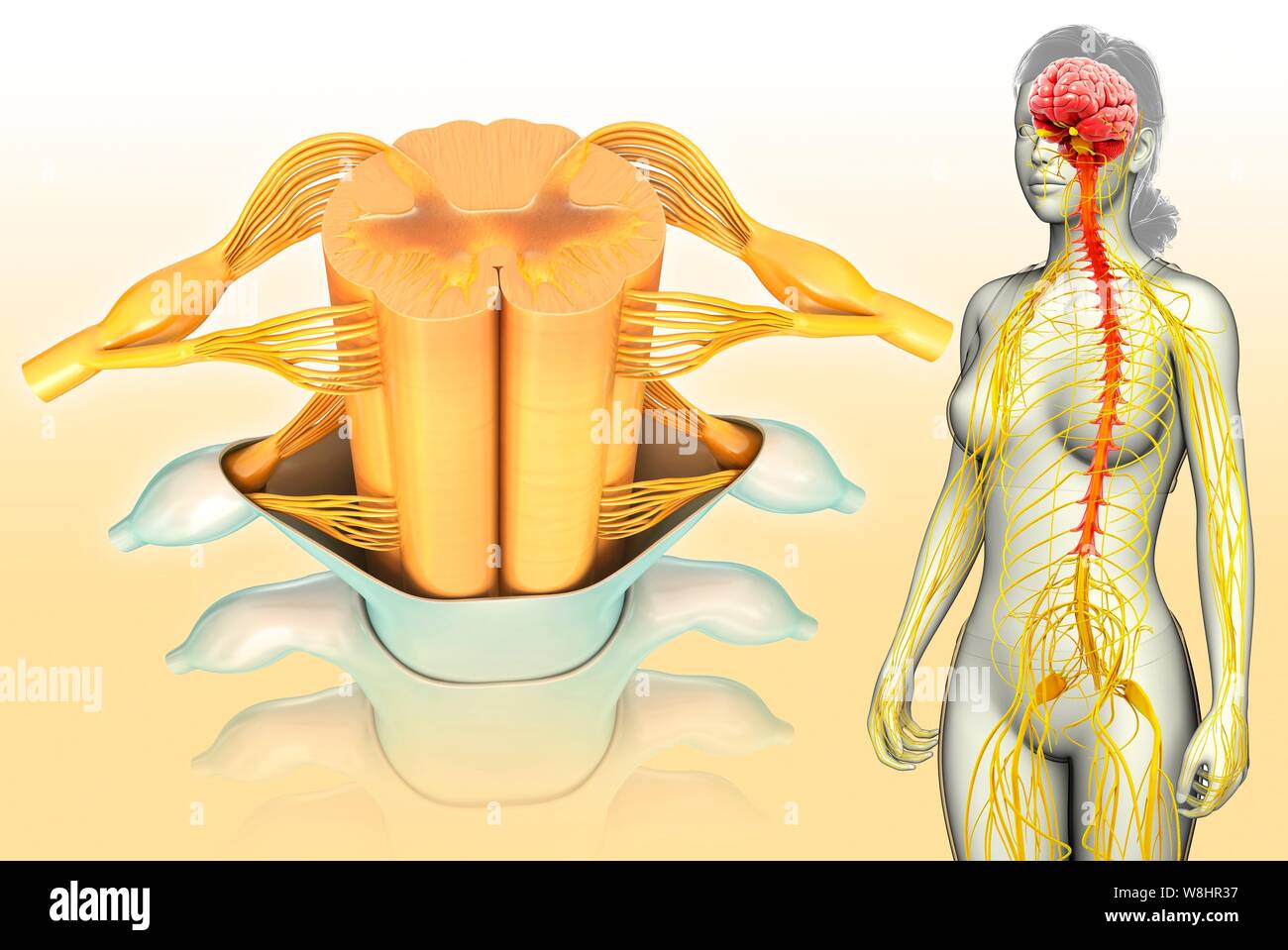 Illustrazione della femmina di midollo spinale sezione trasversale. Foto Stock