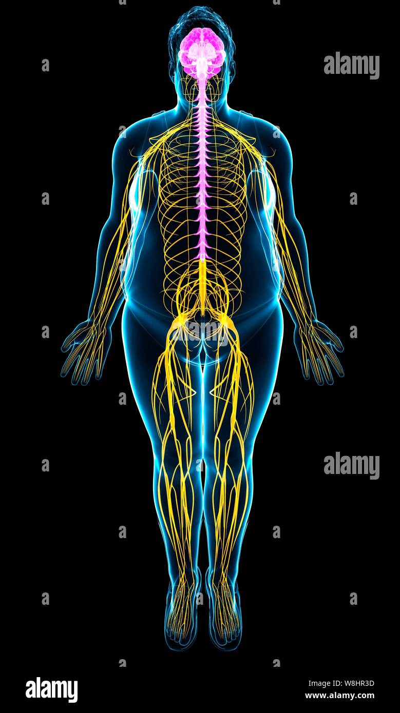 Illustrazione dei maschi il cervello e il sistema nervoso. Foto Stock