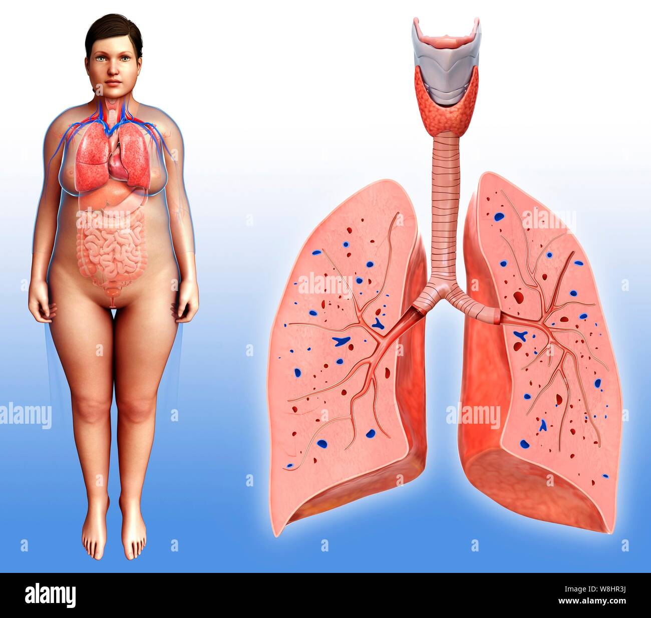 Illustrazione della femmina anatomia del polmone. Foto Stock