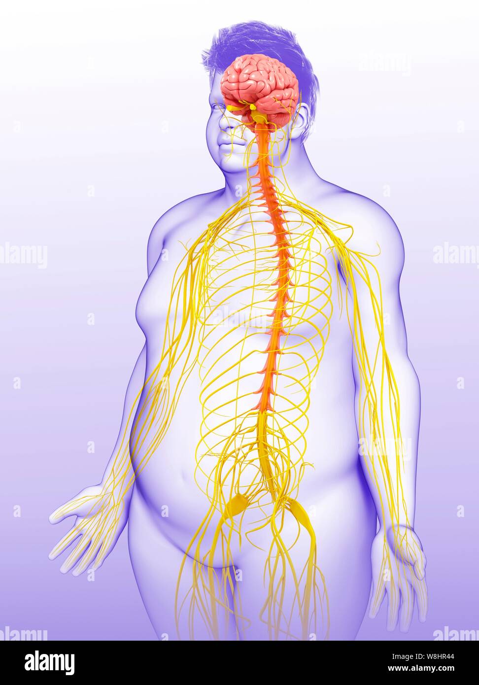 Illustrazione dei maschi il cervello e il sistema nervoso. Foto Stock