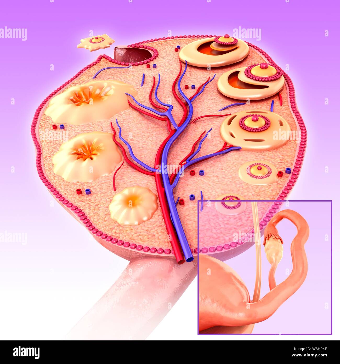 Illustrazione del ciclo ovarico e l'ovulazione. Foto Stock