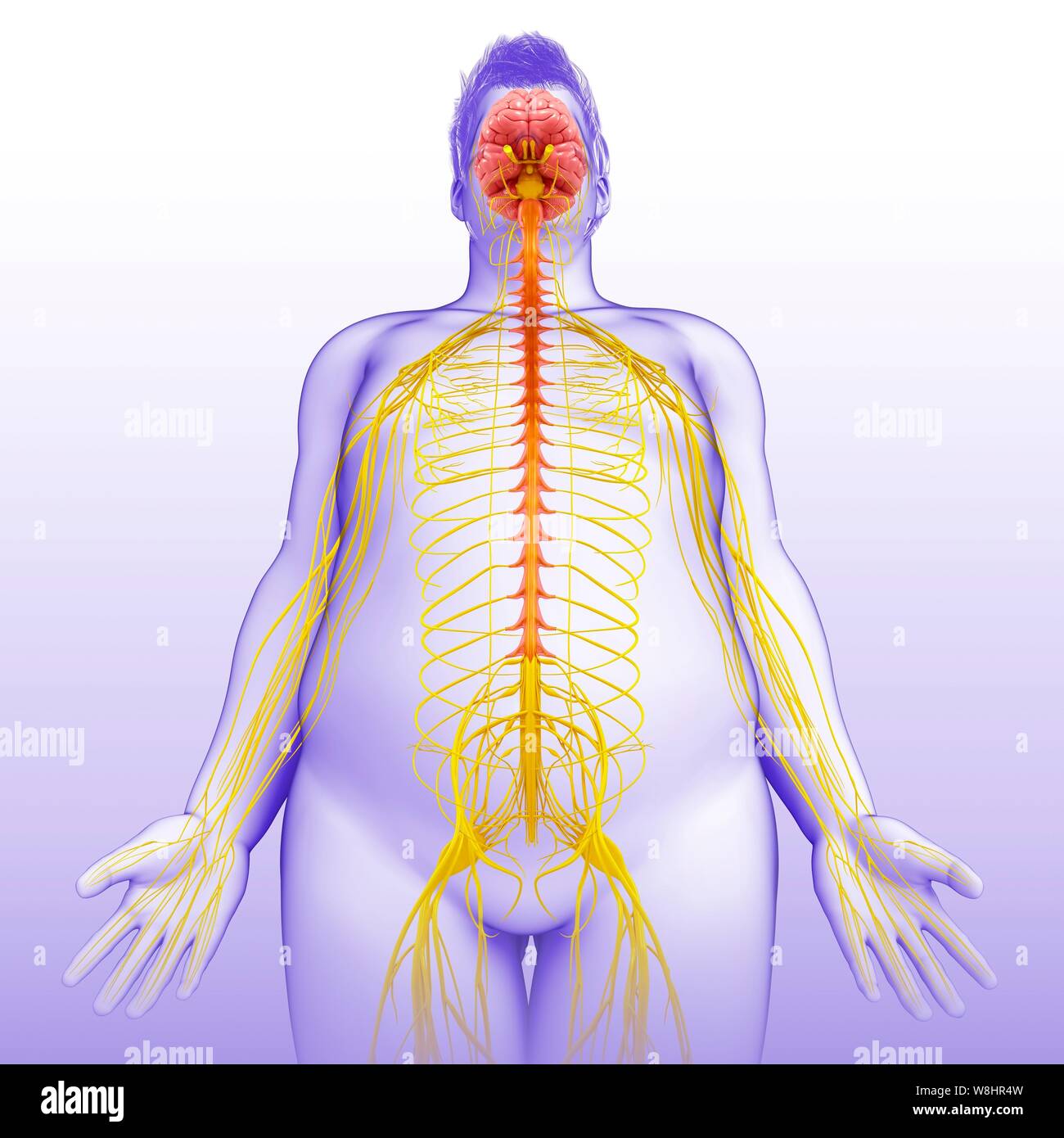 Illustrazione dei maschi il cervello e il sistema nervoso. Foto Stock