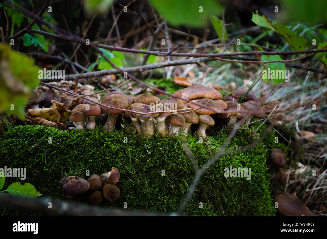 Il miele agaric funghi. La grande famiglia di funghi che crescono sul tronco di un albero. I funghi commestibili nella foresta. Foto Stock