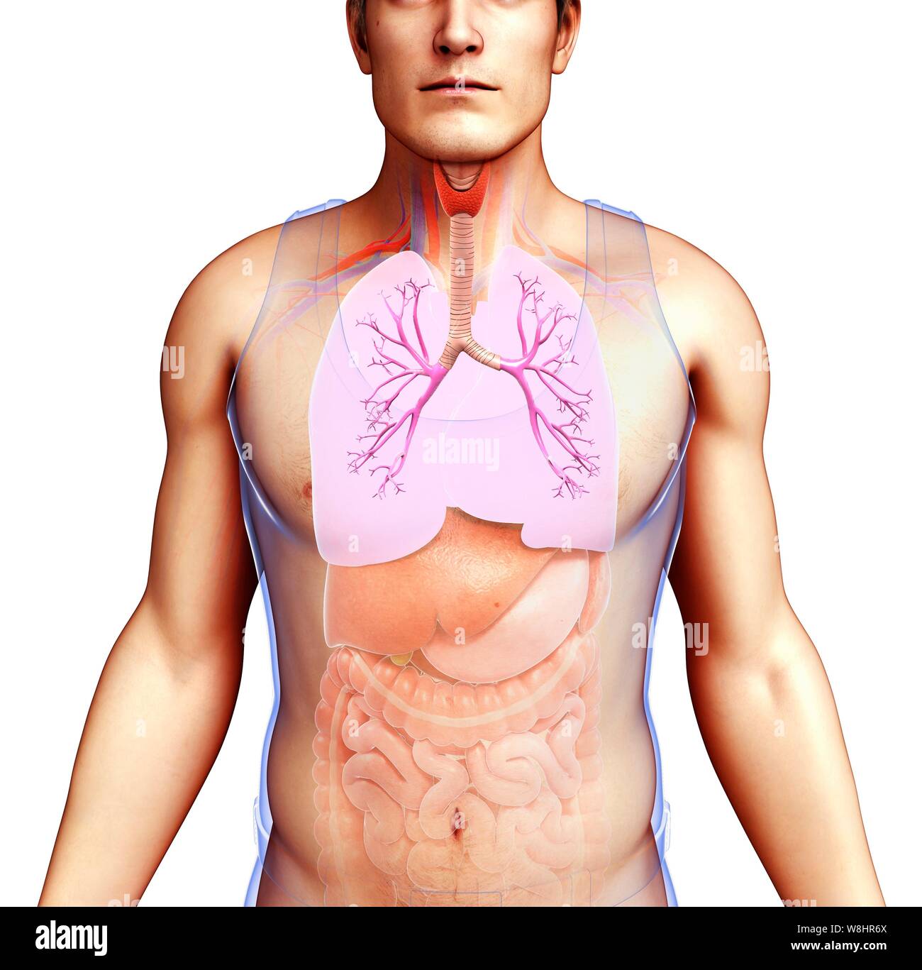Illustrazione dei maschi di bronchi e polmoni. Foto Stock