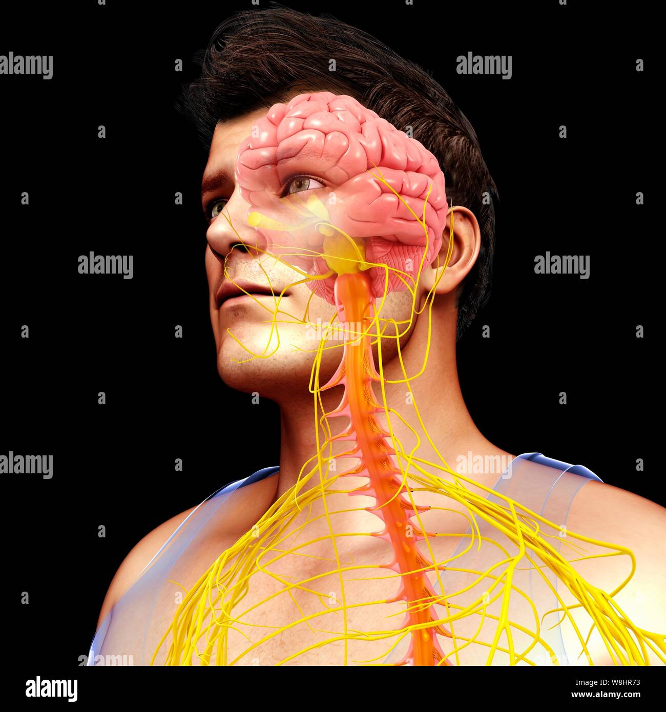 Illustrazione dei maschi di cervello, midollo spinale e nervi. Foto Stock