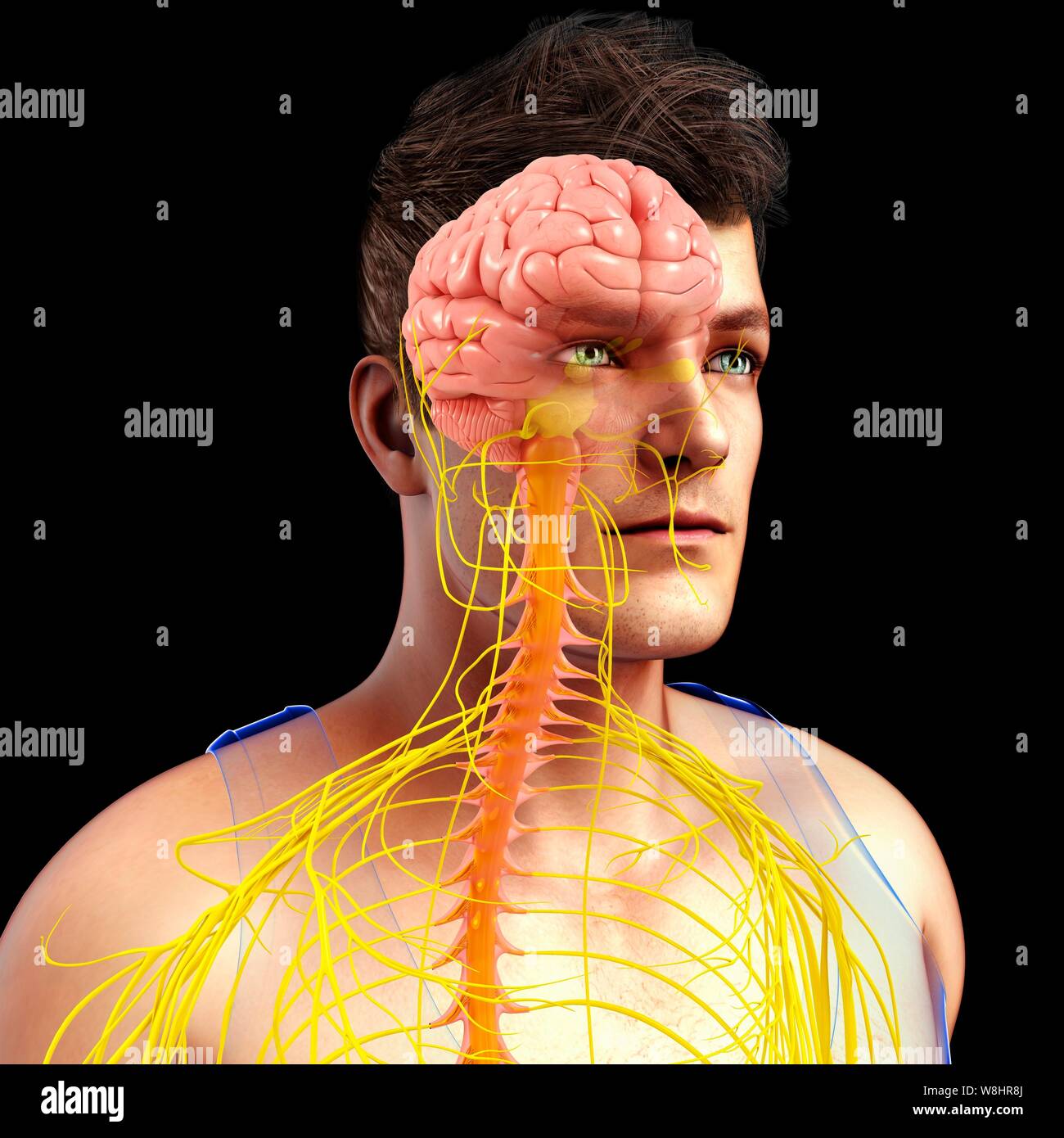 Illustrazione dei maschi di cervello, midollo spinale e nervi. Foto Stock