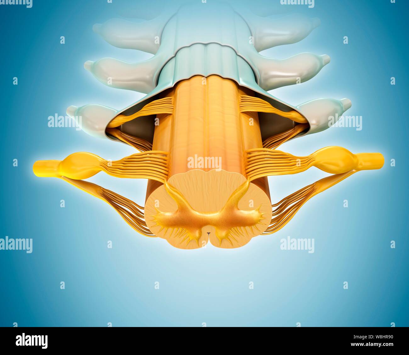 Illustrazione del midollo spinale sezione trasversale. Foto Stock