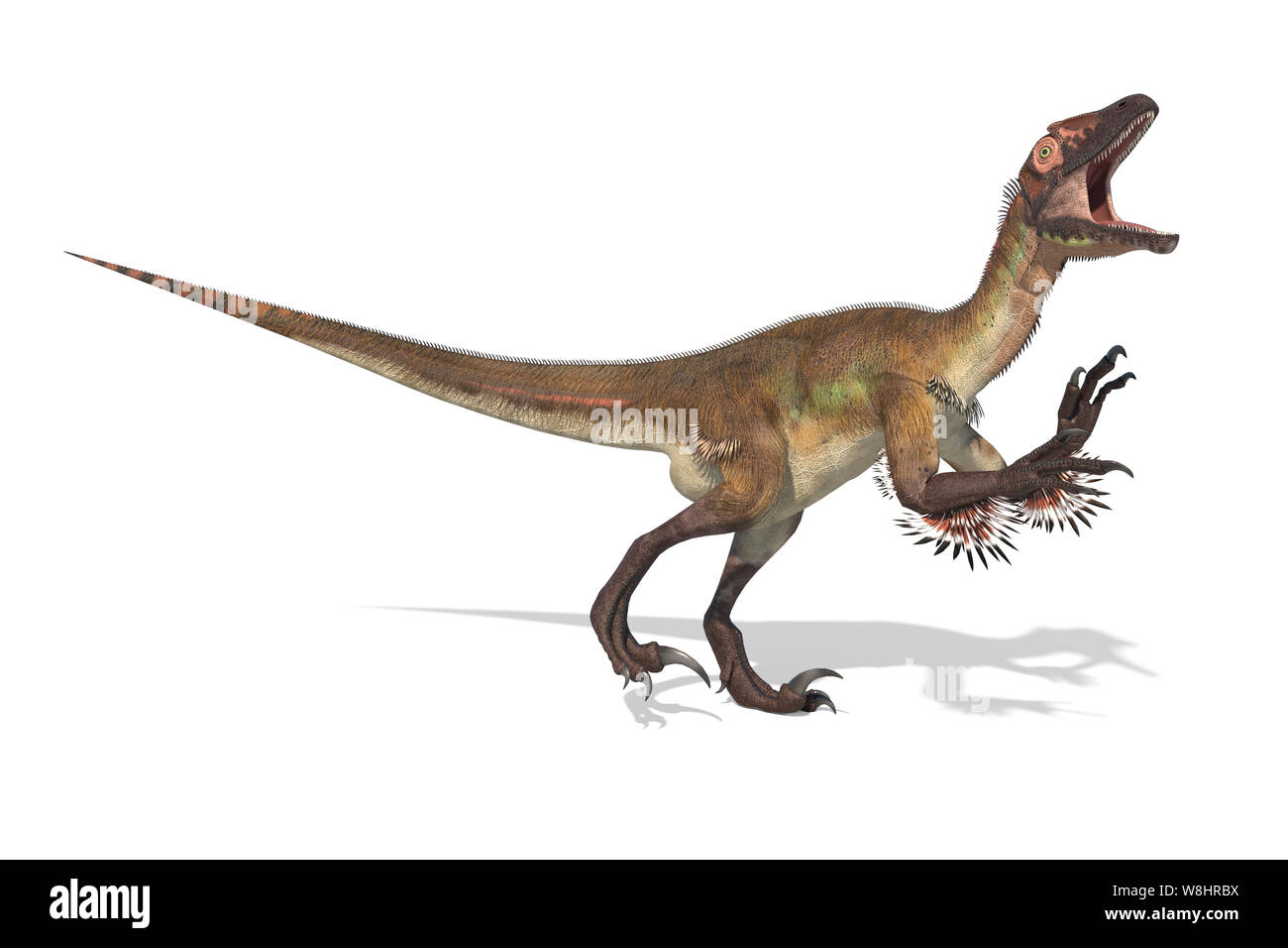 Dinosauro Utahraptor struttura scheletrica, illustrazione. Questi dinosauri vivevano durante l'inizio del periodo Cretaceo, circa 126 milioni di anni fa. Foto Stock