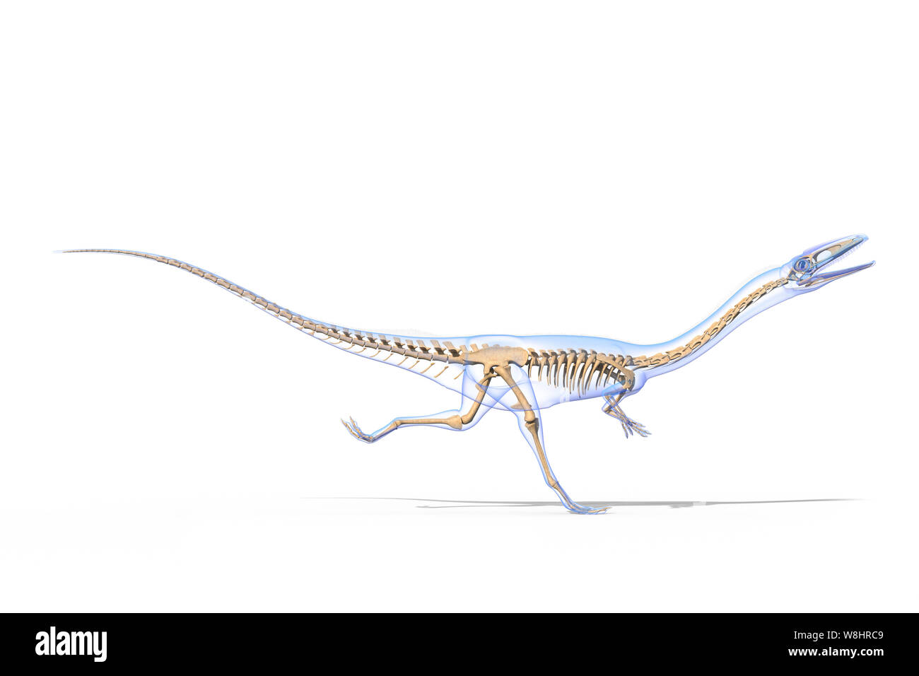 Dinosauro Coelophysis in esecuzione, struttura scheletrica, illustrazione. Questi dinosauri vivevano nel periodo triassico, circa 203-196 milioni di anni fa. Foto Stock