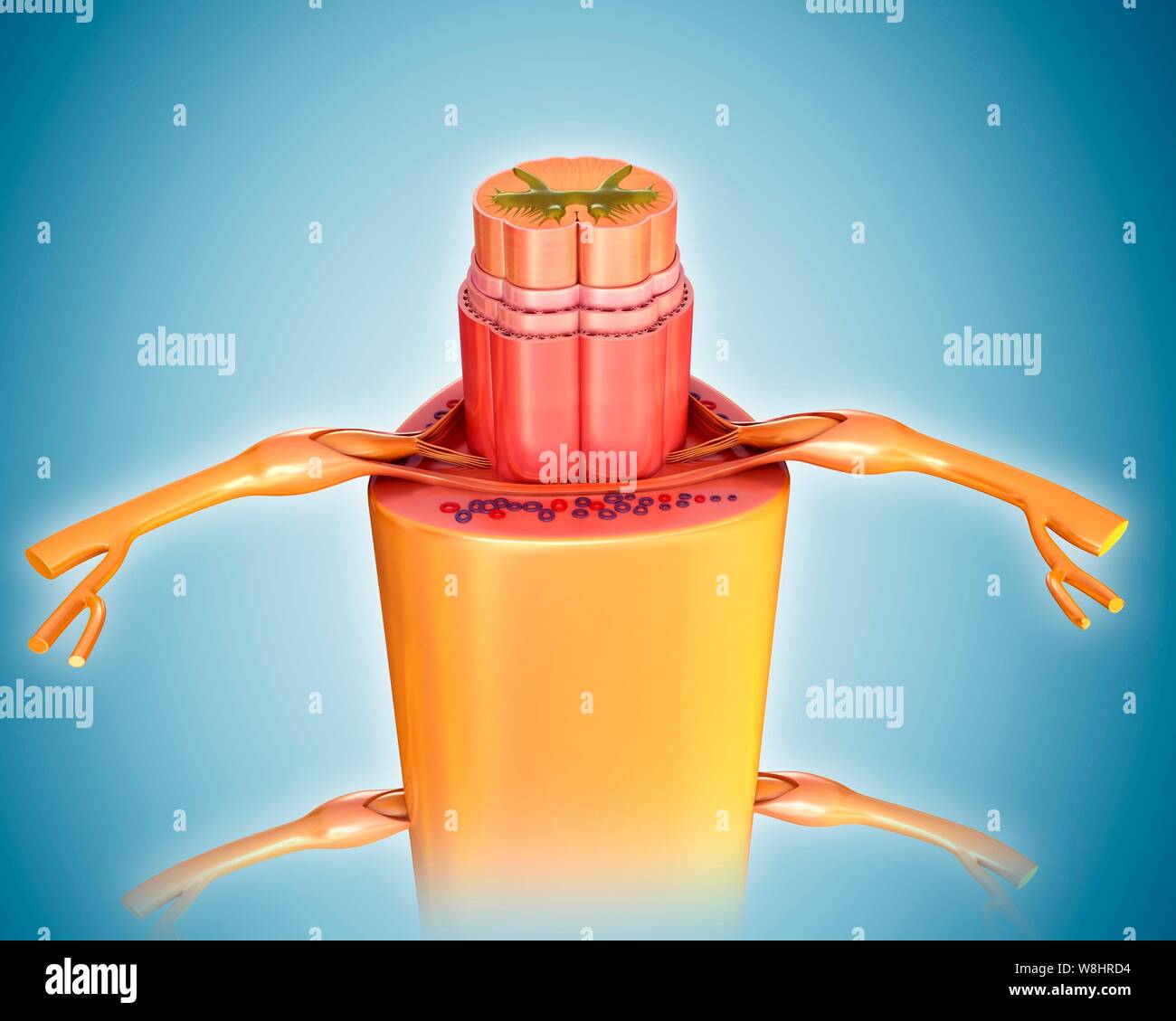 Illustrazione del midollo spinale sezione trasversale. Foto Stock