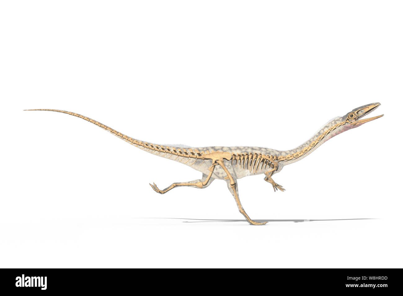 Dinosauro Coelophysis in esecuzione, struttura scheletrica, illustrazione. Questi dinosauri vivevano nel periodo triassico, circa 203-196 milioni di anni fa. Foto Stock