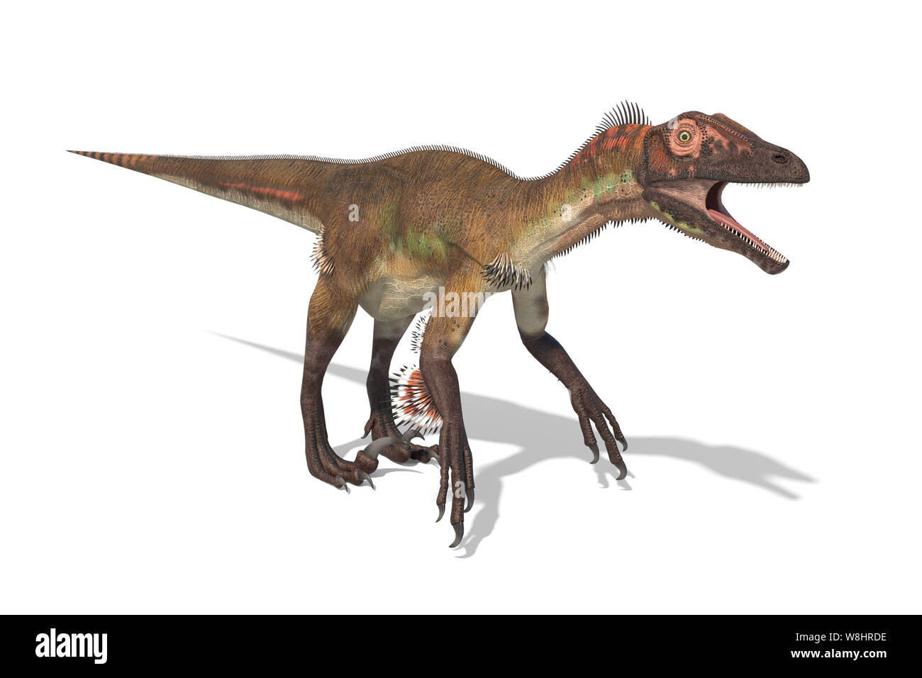 Dinosauro Utahraptor contro uno sfondo bianco, illustrazione. Questi dinosauri vivevano durante l'inizio del periodo Cretaceo, circa 126 milioni di anni fa. Foto Stock