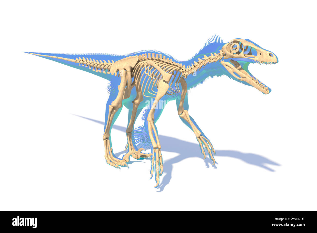 Dinosauro Utahraptor struttura scheletrica, illustrazione. Questi dinosauri vivevano durante l'inizio del periodo Cretaceo, circa 126 milioni di anni fa. Foto Stock