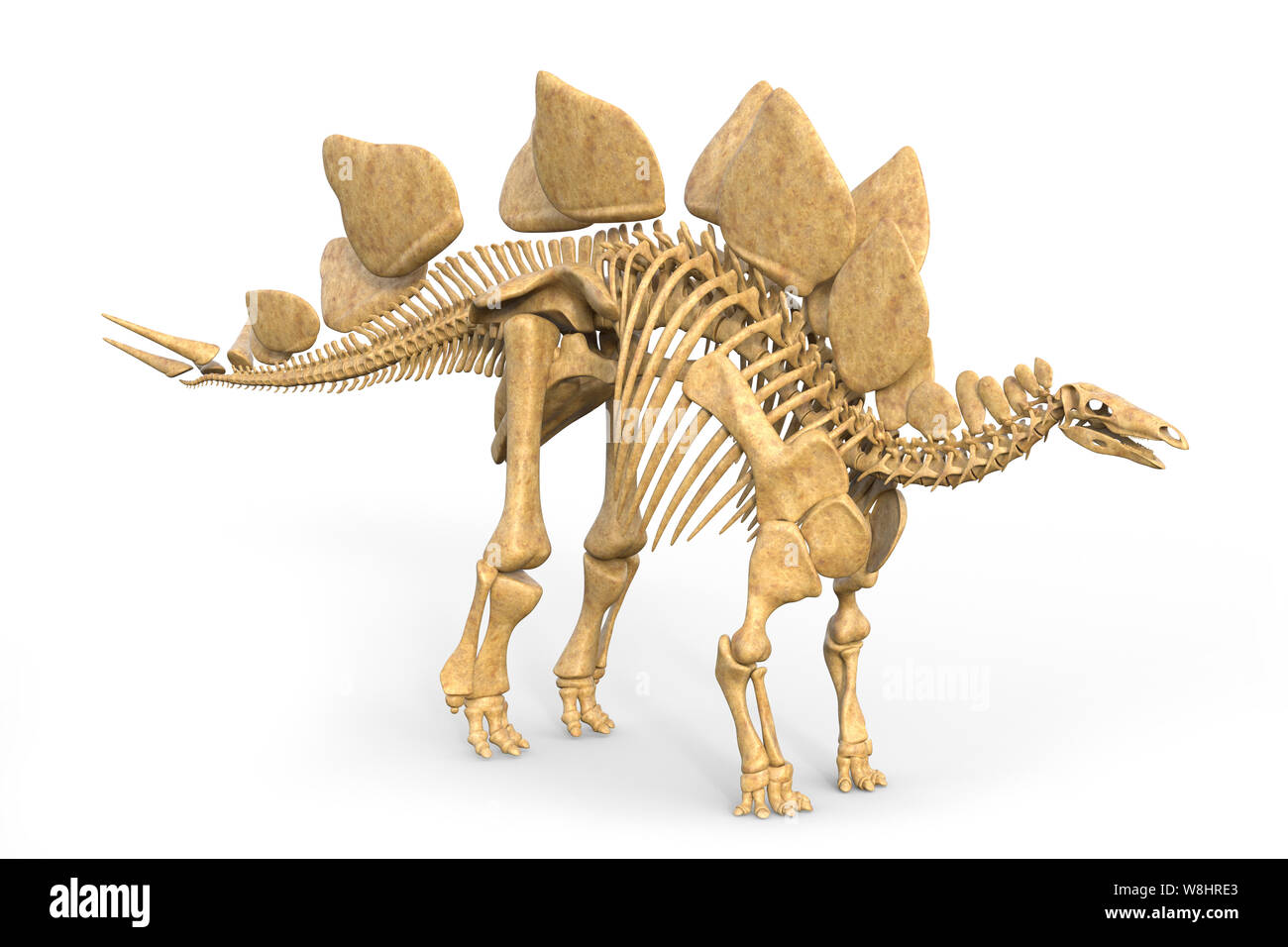 Dinosauro Stegosaurus struttura scheletrica, illustrazione. Questi dinosauri vivevano durante il tardo Giurassico, circa 155-150 milioni di anni fa. Foto Stock