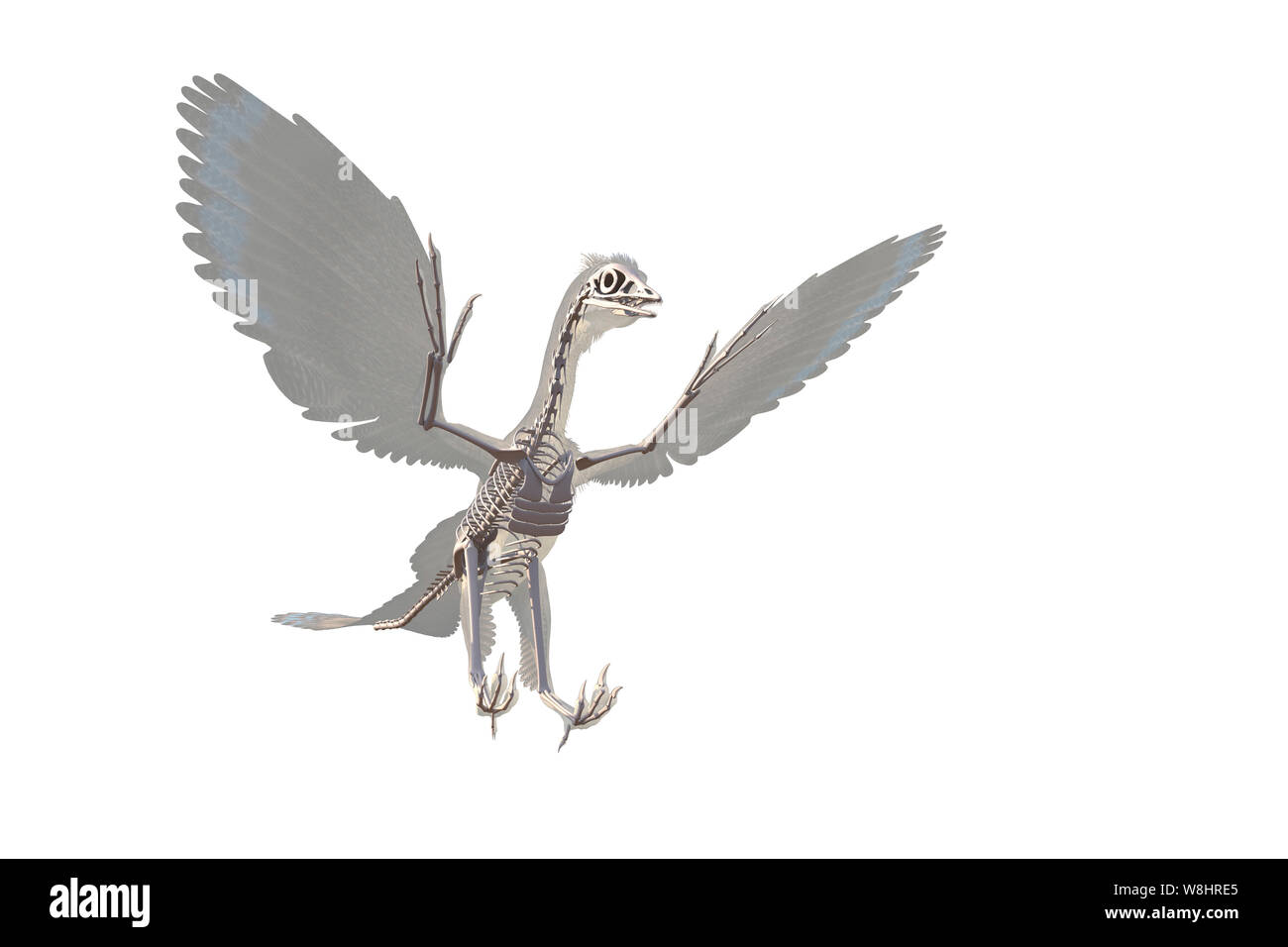 Archaeopteryx dinosauro struttura scheletrica contro uno sfondo bianco, illustrazione. Questi uccelli come i dinosauri vivevano circa 150 milioni di anni fa durante il tardo giurassico. Foto Stock