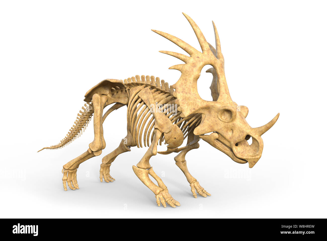 Styracosaurus dinosauro struttura scheletrica, illustrazione. Questi dinosauri vivevano durante il Cretacico, circa 76-75 milioni di anni fa. Foto Stock