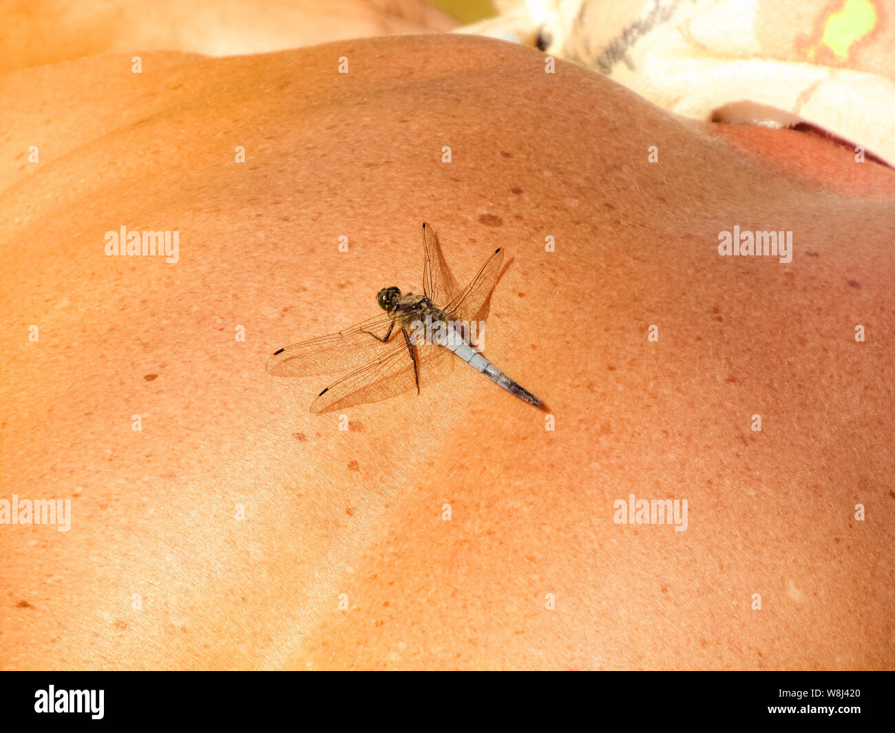 Libellula blu seduti sulla pelle umana close up, conciata indietro di un uomo con un insetto Foto Stock