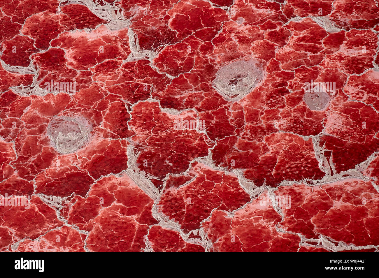 Pigmenti Photosynthesizing del microrganismo cianobatteri trasforma il Lago Natron in straordinari colore rosso (vista aerea) Foto Stock