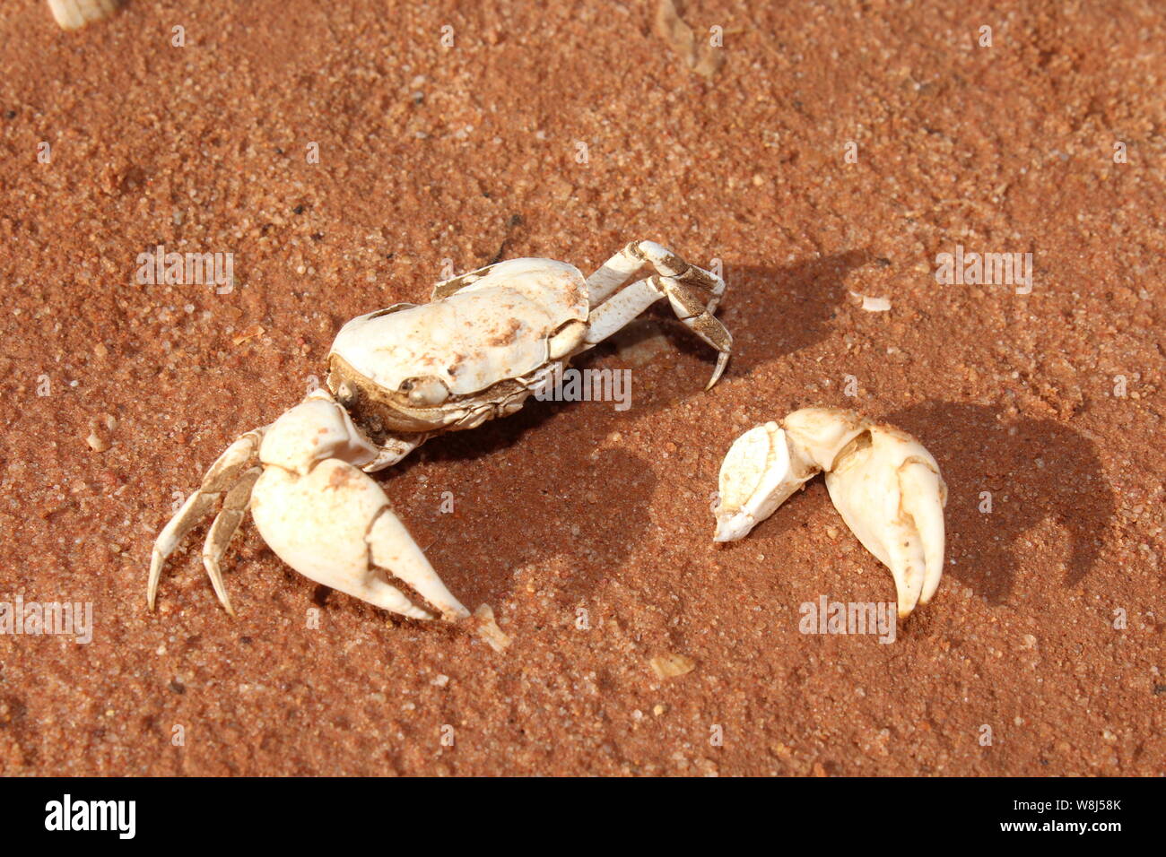 Fragile vita scheletro di granchio di terre aride Foto Stock