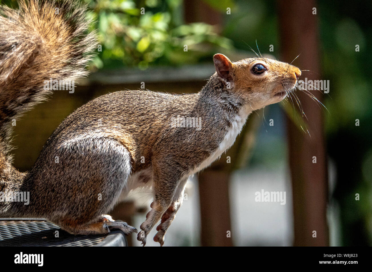 Pronto ad andare Foto Stock