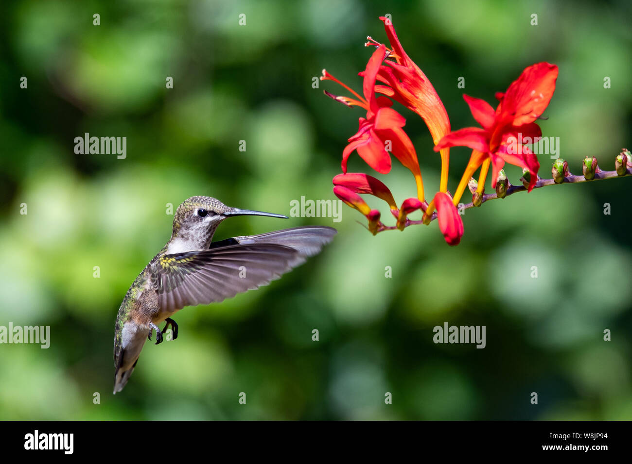Un maschio immaturo ruby throated hummingbird hovering vicino al rosso brillante crocosmia fiore in un giardino in speculatore NY USA Foto Stock