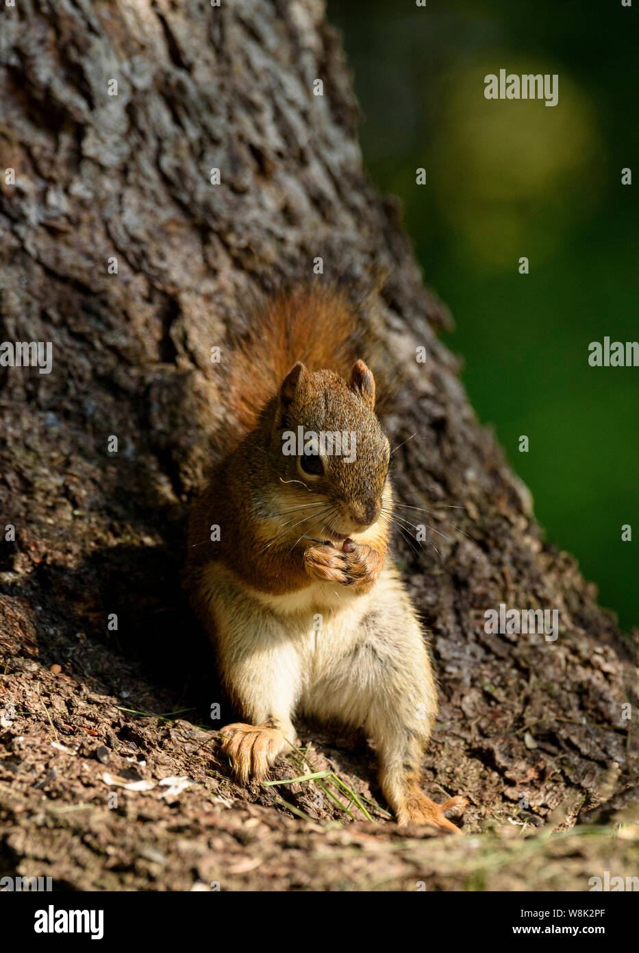 Un Americano scoiattolo rosso Tamiasciurus hudsonicus mangiare i dadi alla base di un albero Foto Stock