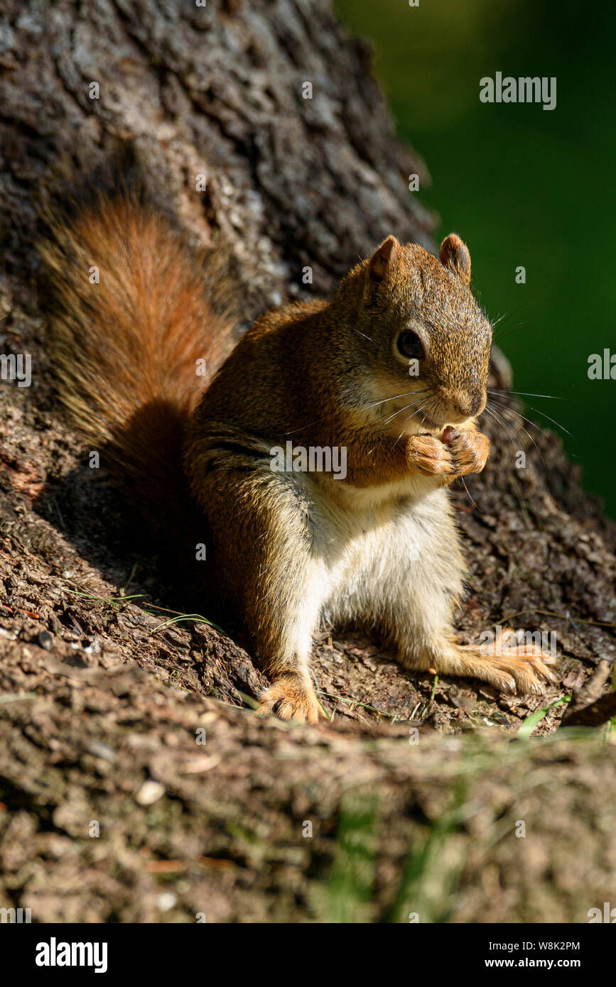 Un Americano scoiattolo rosso Tamiasciurus hudsonicus mangiare i dadi alla base di un albero Foto Stock