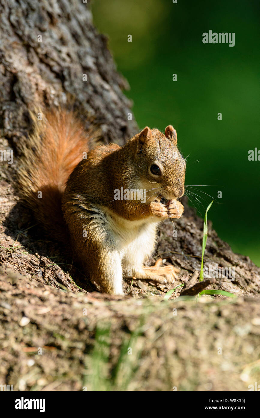 Un Americano scoiattolo rosso Tamiasciurus hudsonicus mangiare i dadi alla base di un albero Foto Stock