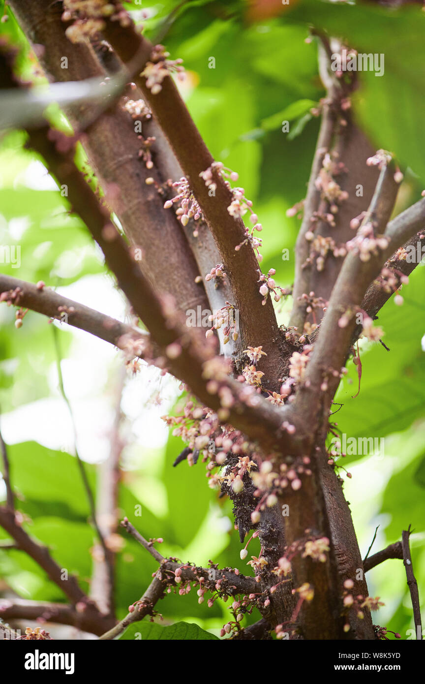 Fiore di Cocoa Tree close up vista macro Foto Stock