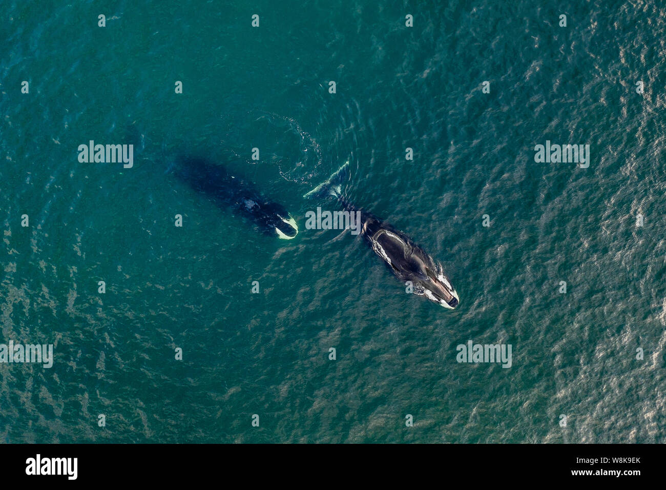 Bowhead whale vista aerea, il Mare di Ohotsk, Russia Orientale Foto Stock