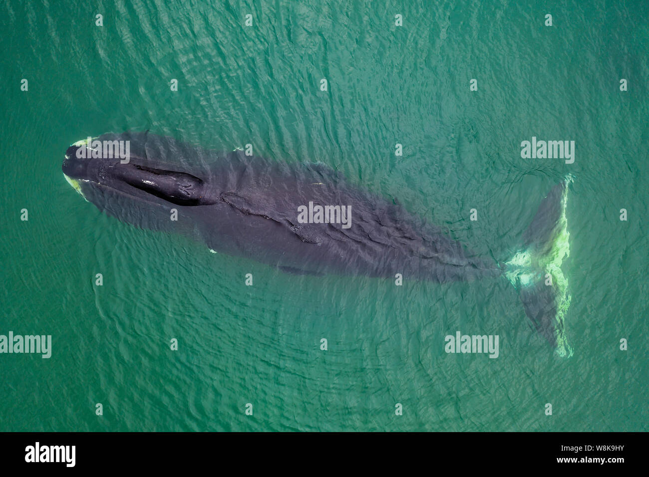 Bowhead whale vista aerea, il Mare di Ohotsk, Russia Orientale Foto Stock